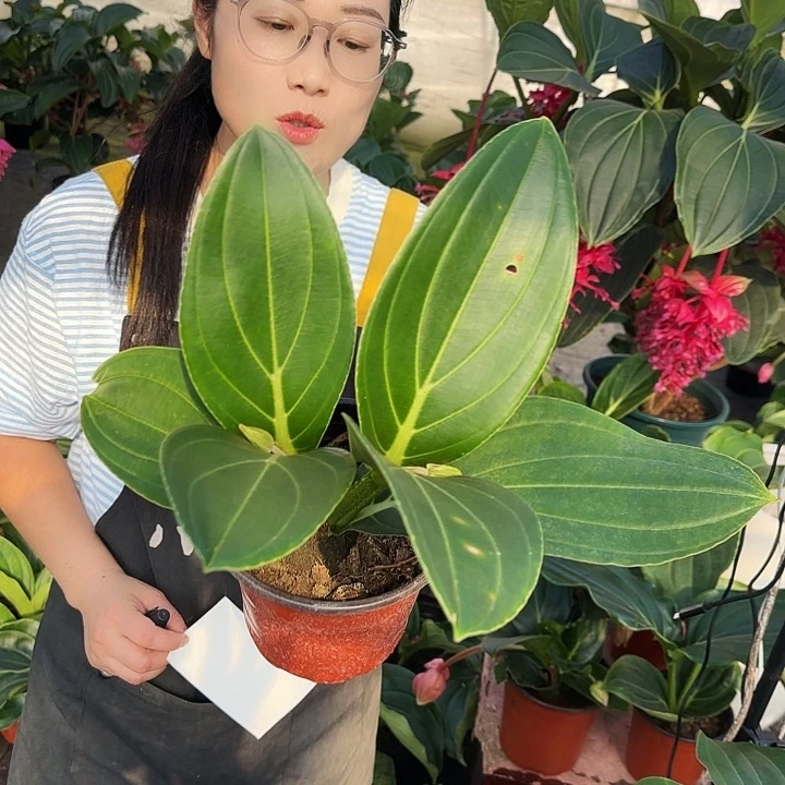 a**a有叶损无售后的苗