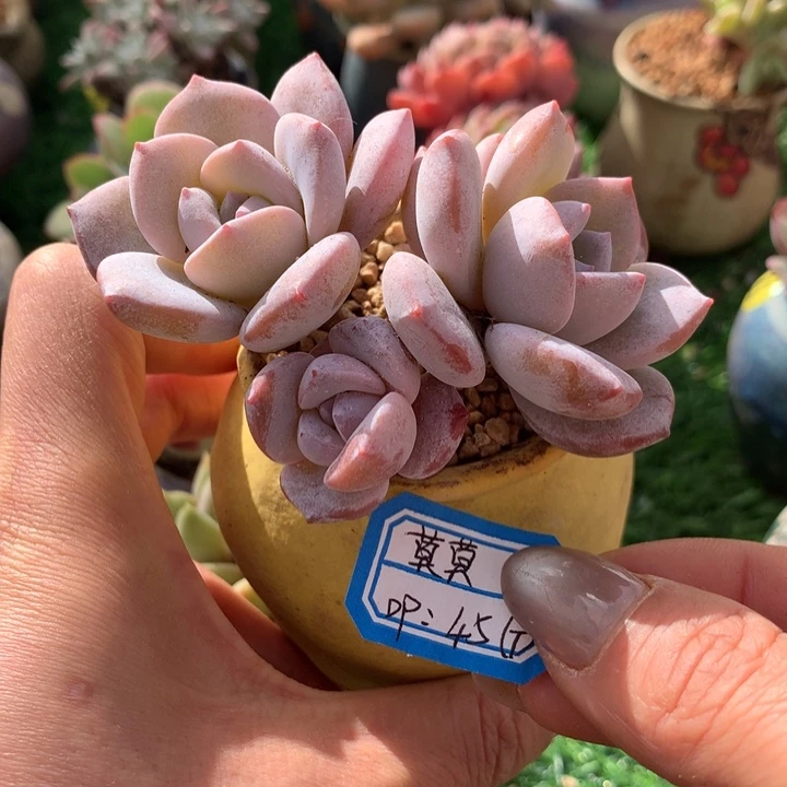 莫****莫莫        带盆