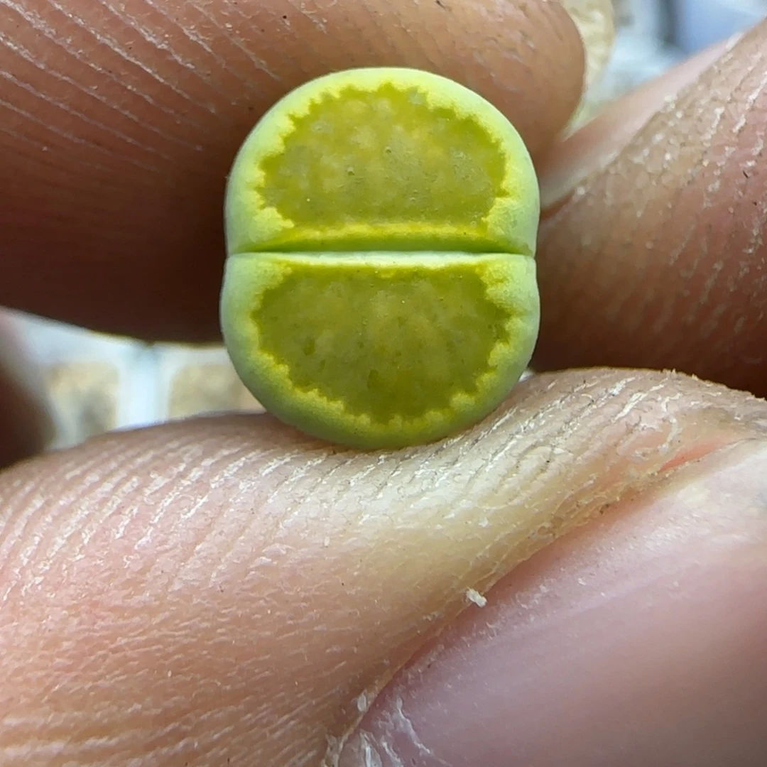 850 生石花大棚直播