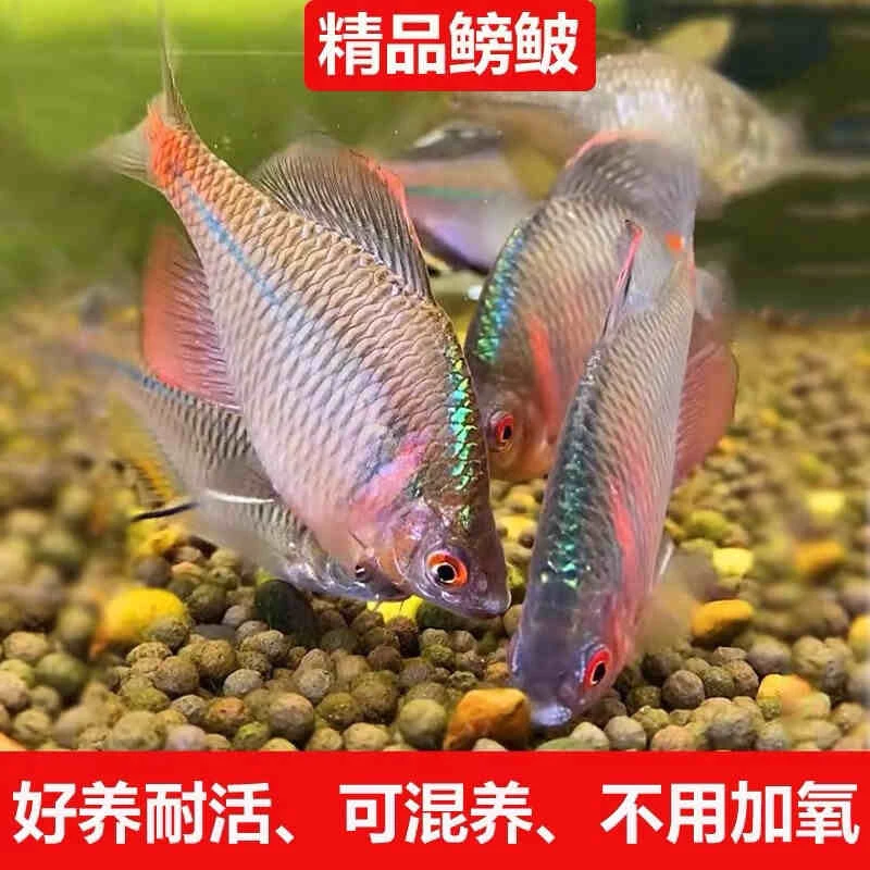鳑鲏鱼【好养耐活】不加温冷水鱼观赏鱼原生鱼淡水活鱼小型鱼
