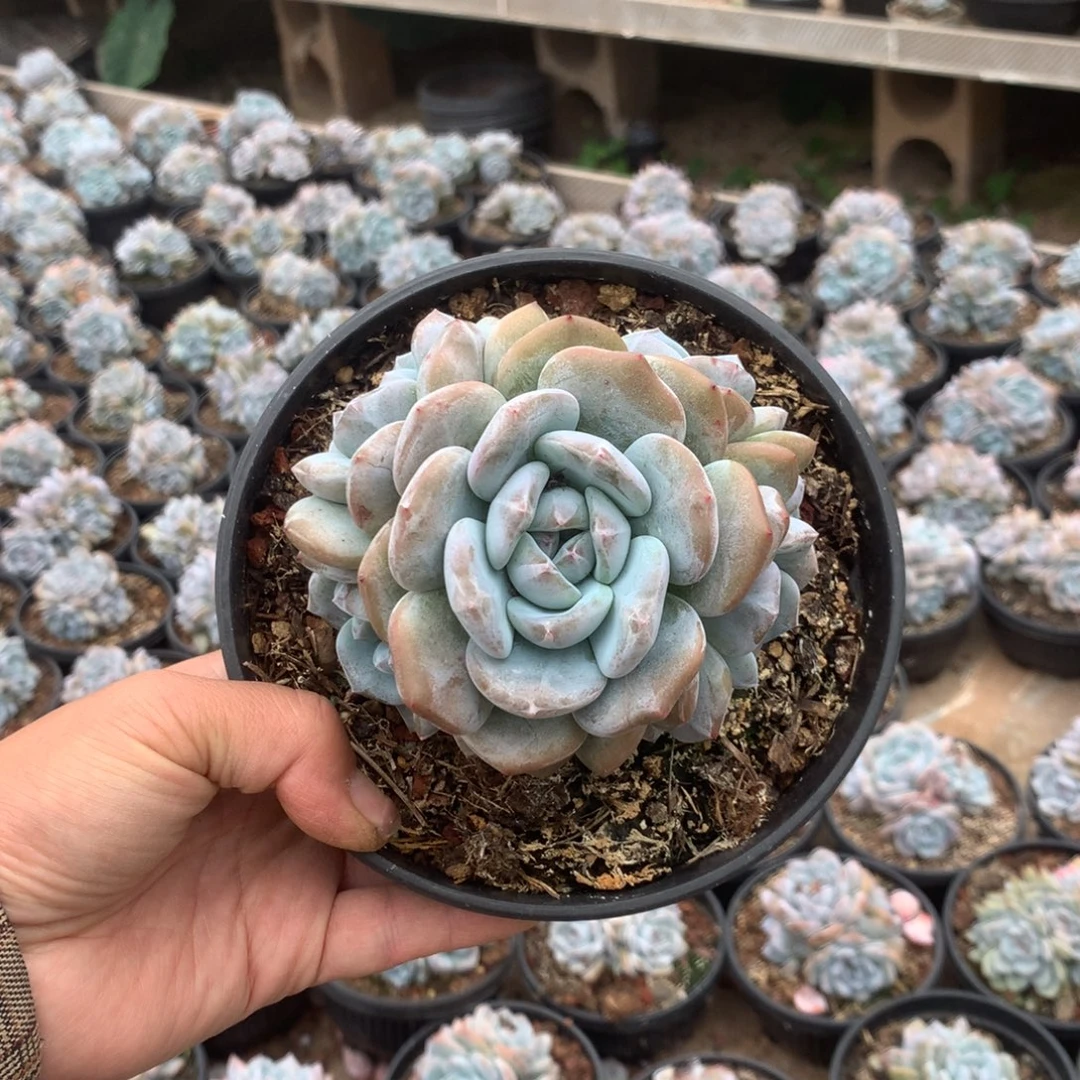 无花朵无砍花花花花花花花花23