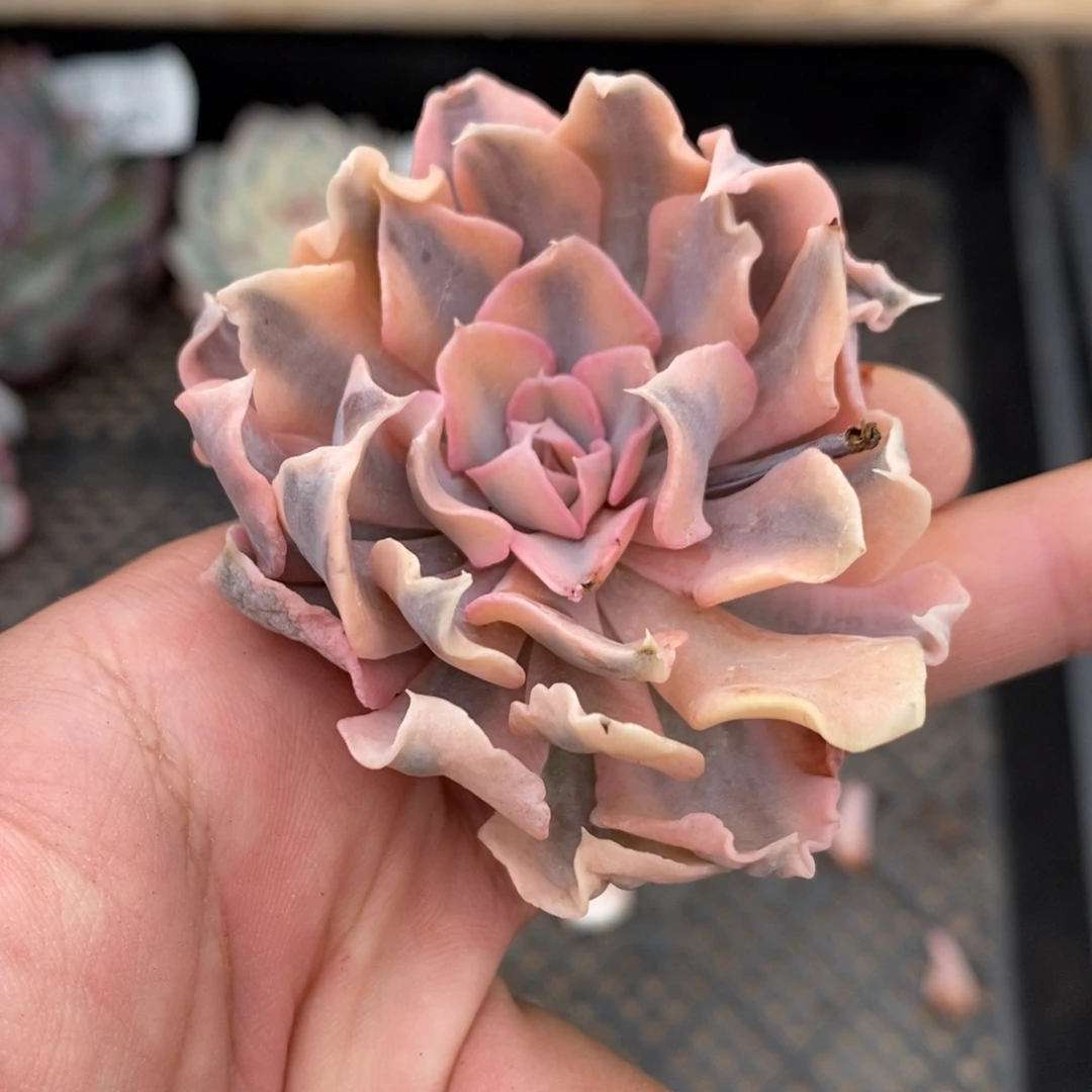 利比里亚多肉植物8890