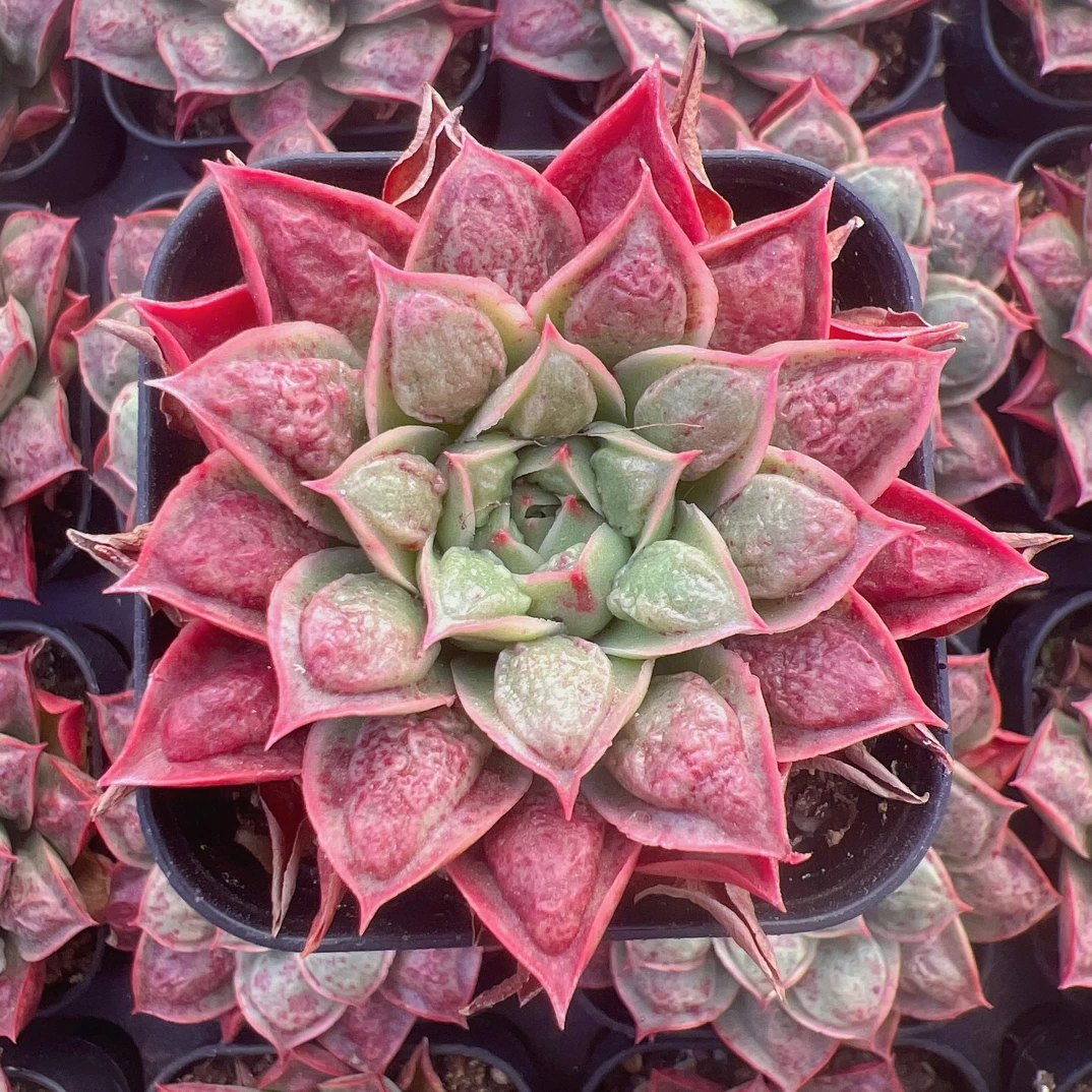 70#瘤子罗西玛单头（6-8cm）脱土