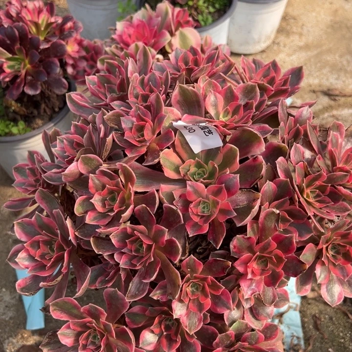 女妖大颗多肉植物430