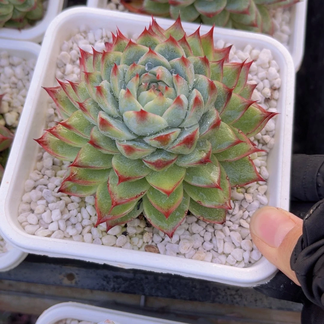 桃夭10公分9999999