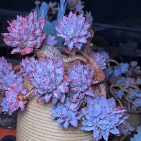 小***画多肉植物的植物形态