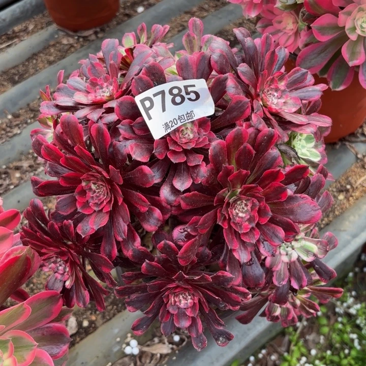 S***e瑞妈多肉植物。785.同花顺