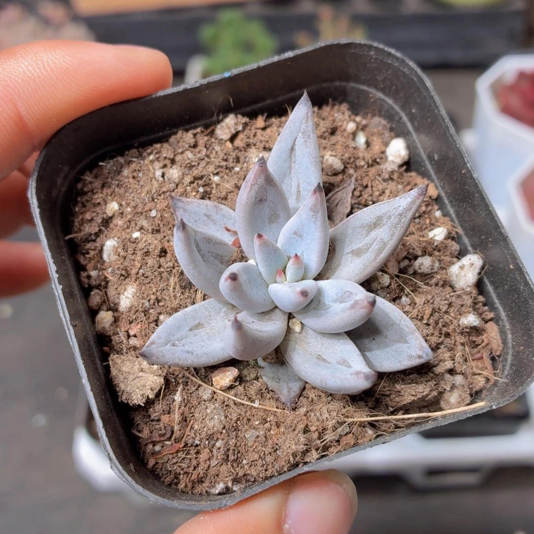 魔爪多肉9.9包邮发货