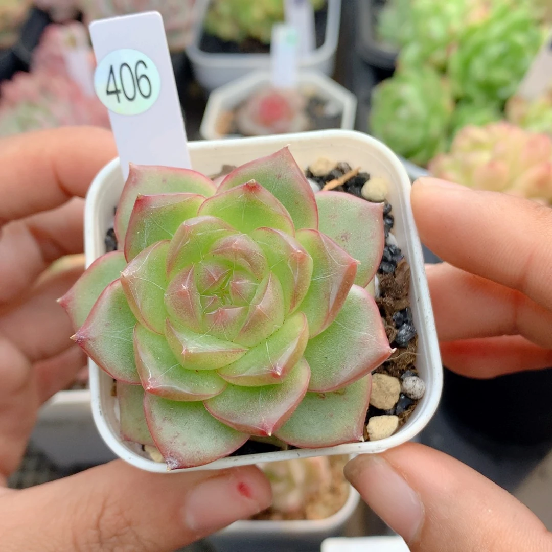 58包邮 群生不包整406