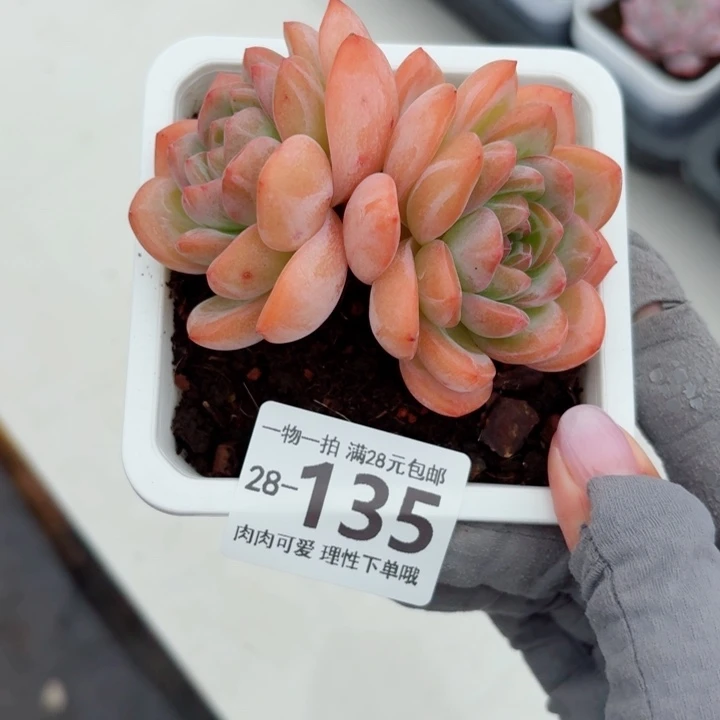 全明星无盆土发货