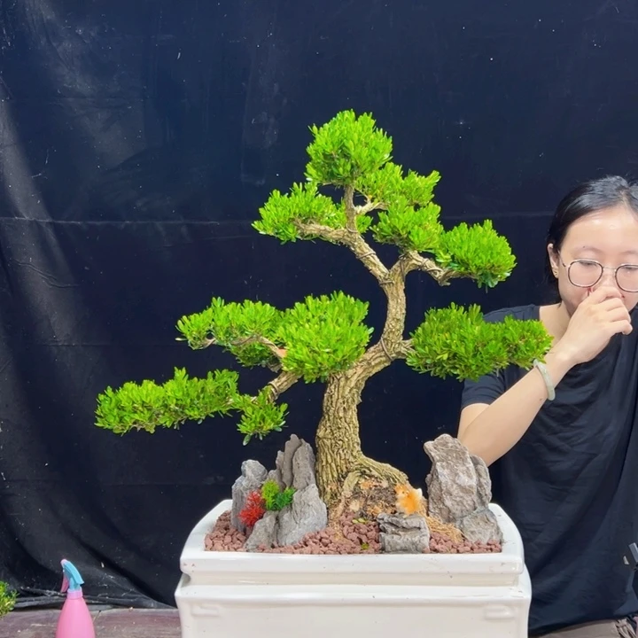 无花朵黄杨盆景四季常绿