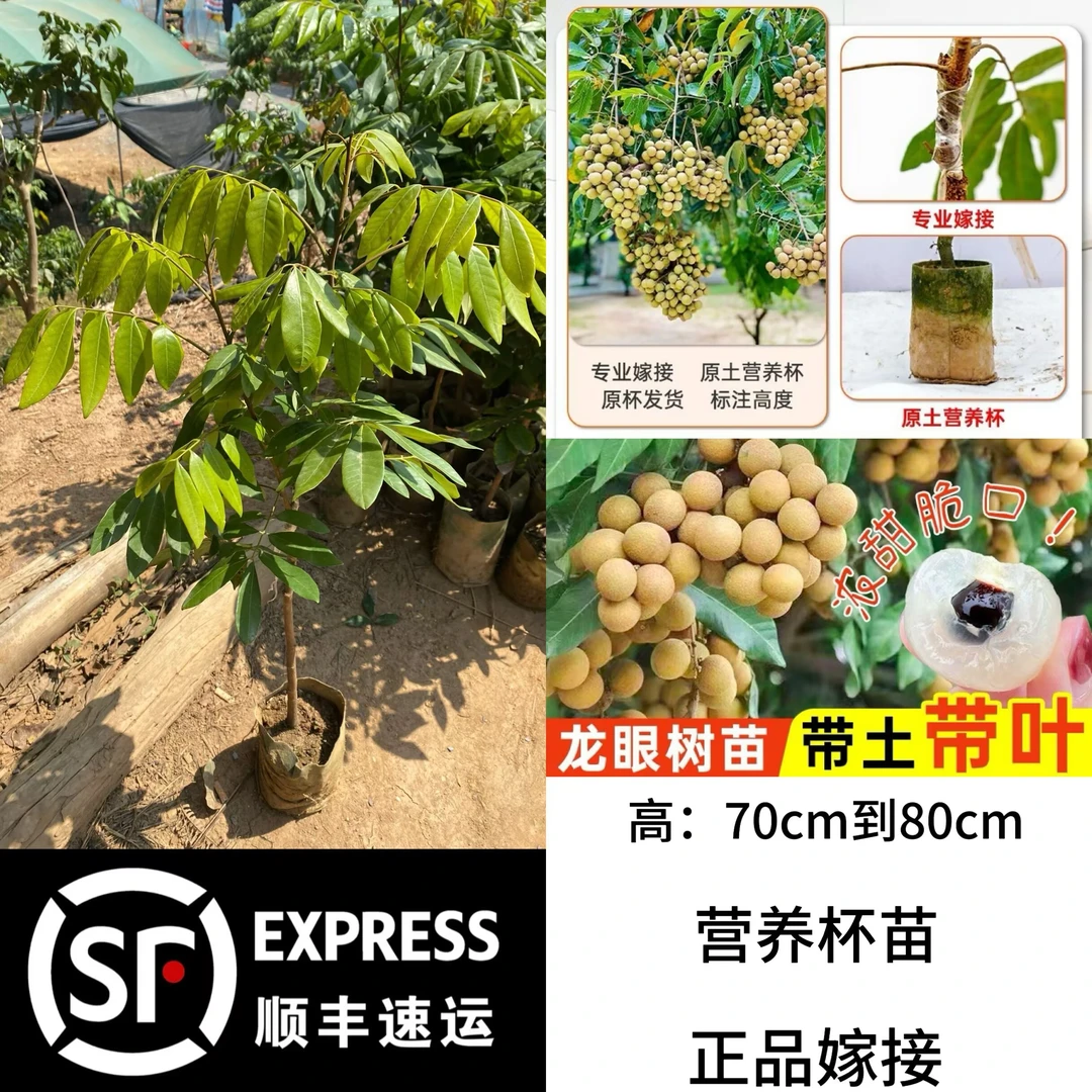 四季龙眼苗储粮龙眼苗石硖龙眼苗