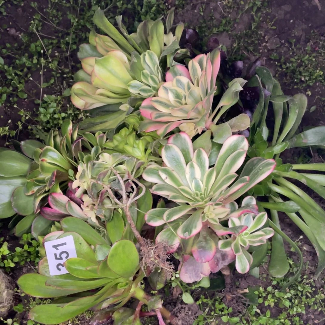 351号各种品种便宜处理不售后