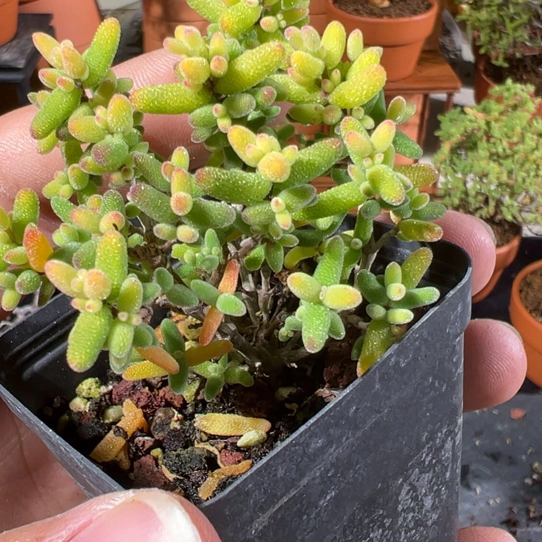 糖球奶油福伦锦55杯老桩