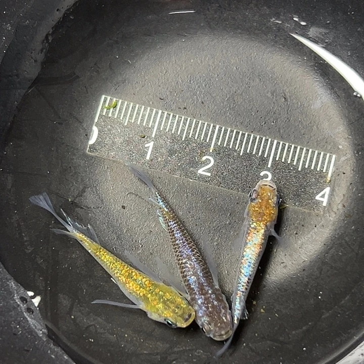 青鳉鱼海王星一组36¥
