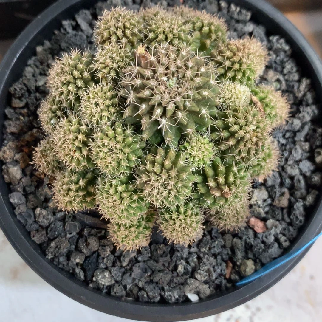 黑罗汉石化群7.5cm