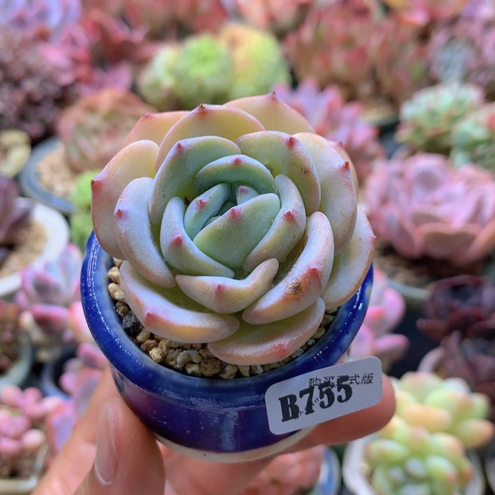 一物一拍含盆土满38包邮B755