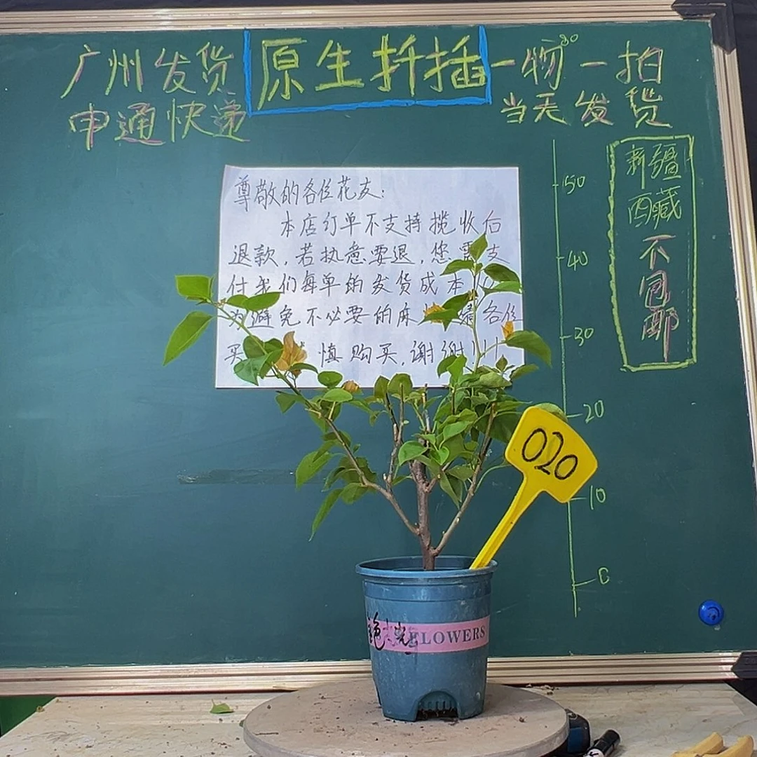 当前无花栽培后可以开花金色光辉020