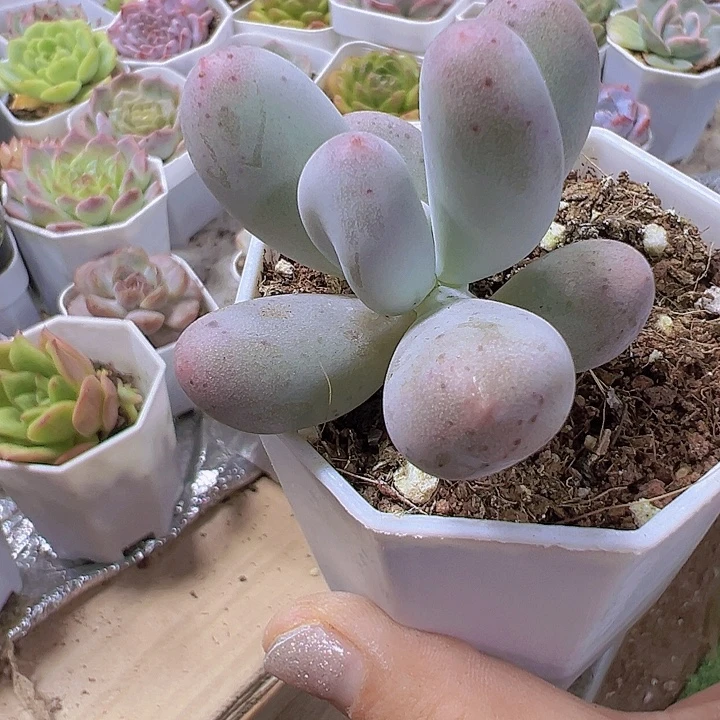 米可奶19包邮多肉植物
