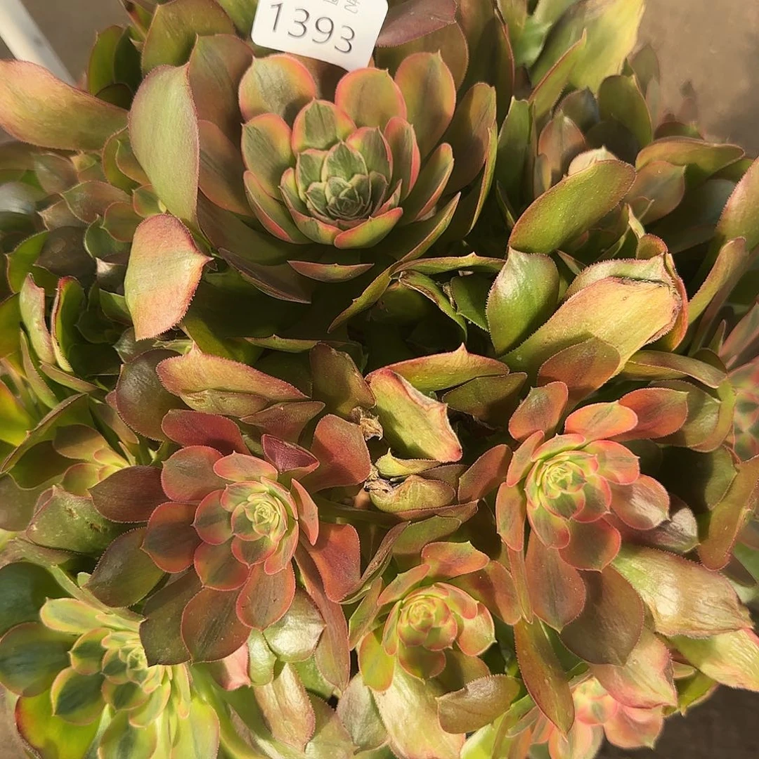 岁****多肉植物雅典娜1393