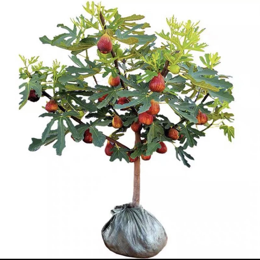 盆栽地栽花园植物