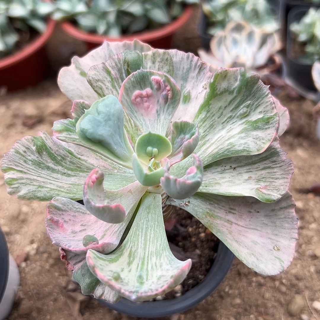 多肉植物雨滴锦单头