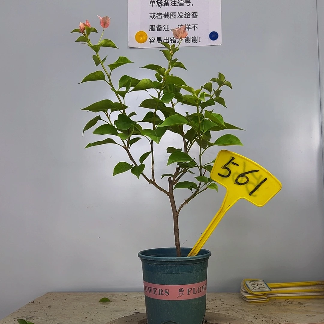 当前无花栽培后可以开花   不甜西瓜  561