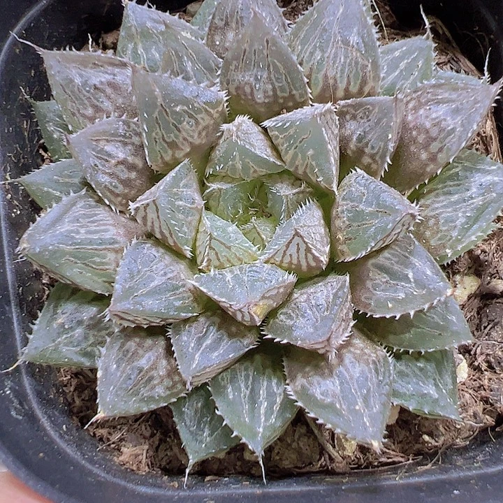 楼兰19包邮多肉植物