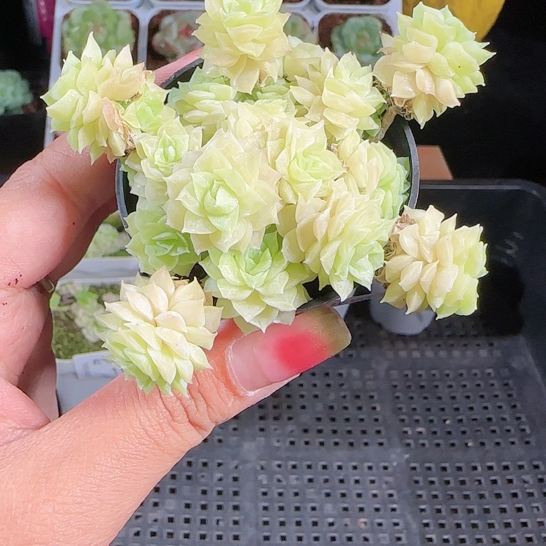 0926-117麦秆优选不包整