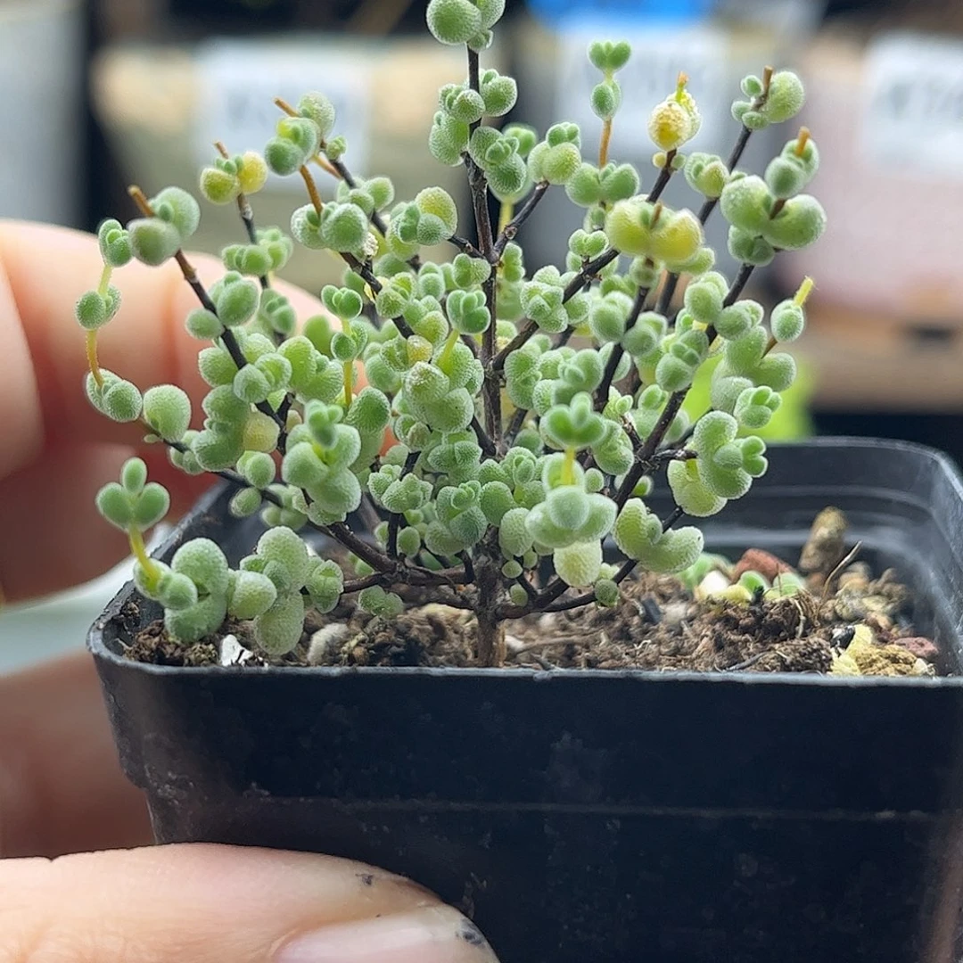 20实生莱斯优选枝干番杏
