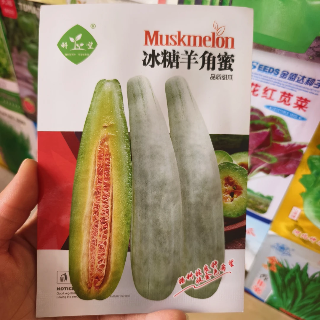 冰糖羊角蜜品质甜瓜神洋甜瓜外观靓丽口感酥脆好吃品种