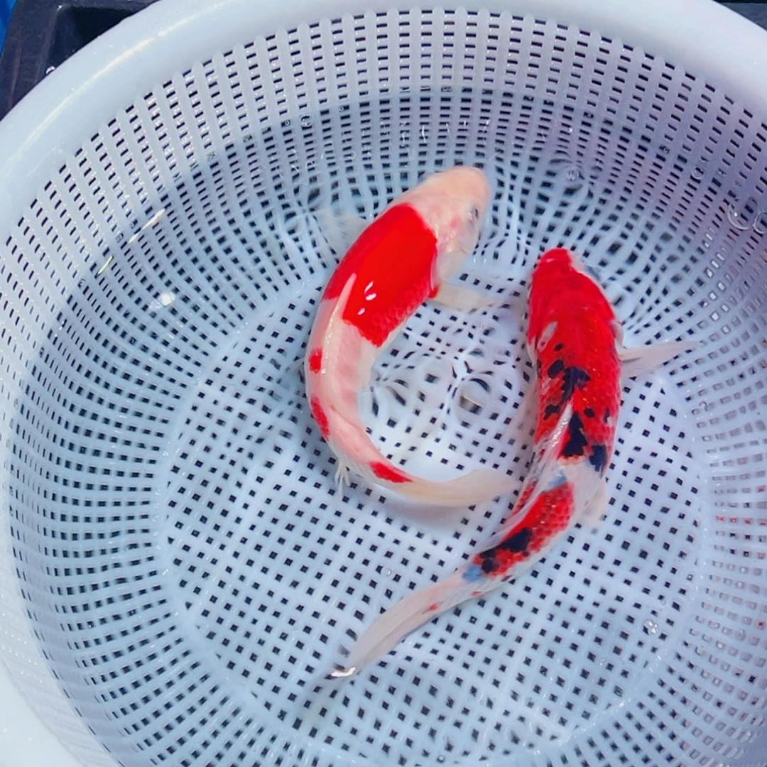 锦鲤锦鲤观赏鱼1111