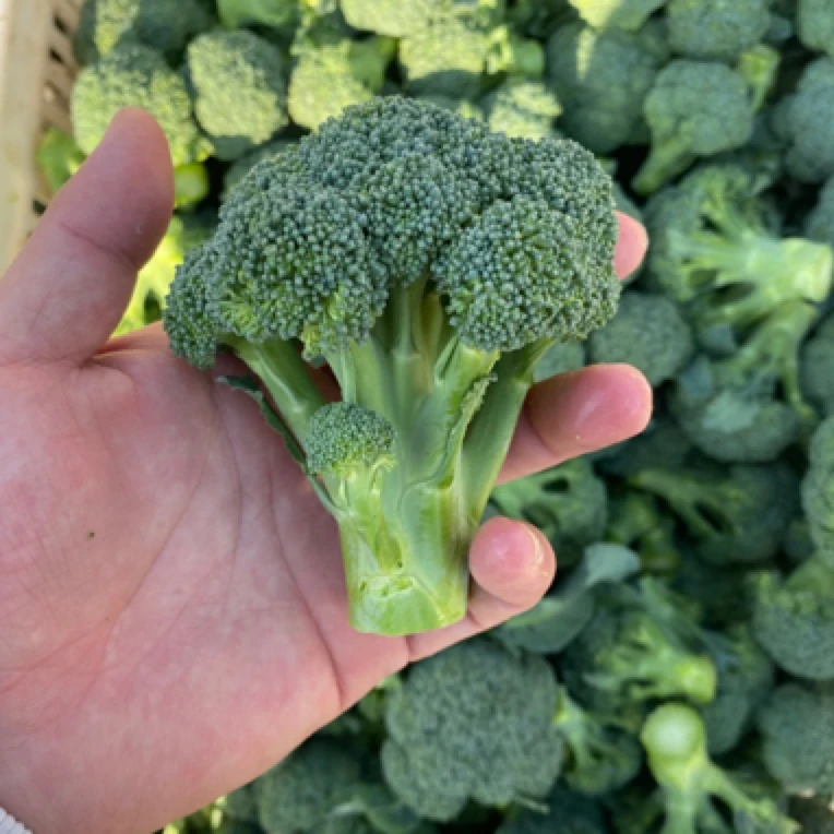 露天种植霜打 应季小西兰花 宝宝辅食 3斤 新鲜 30-50个装