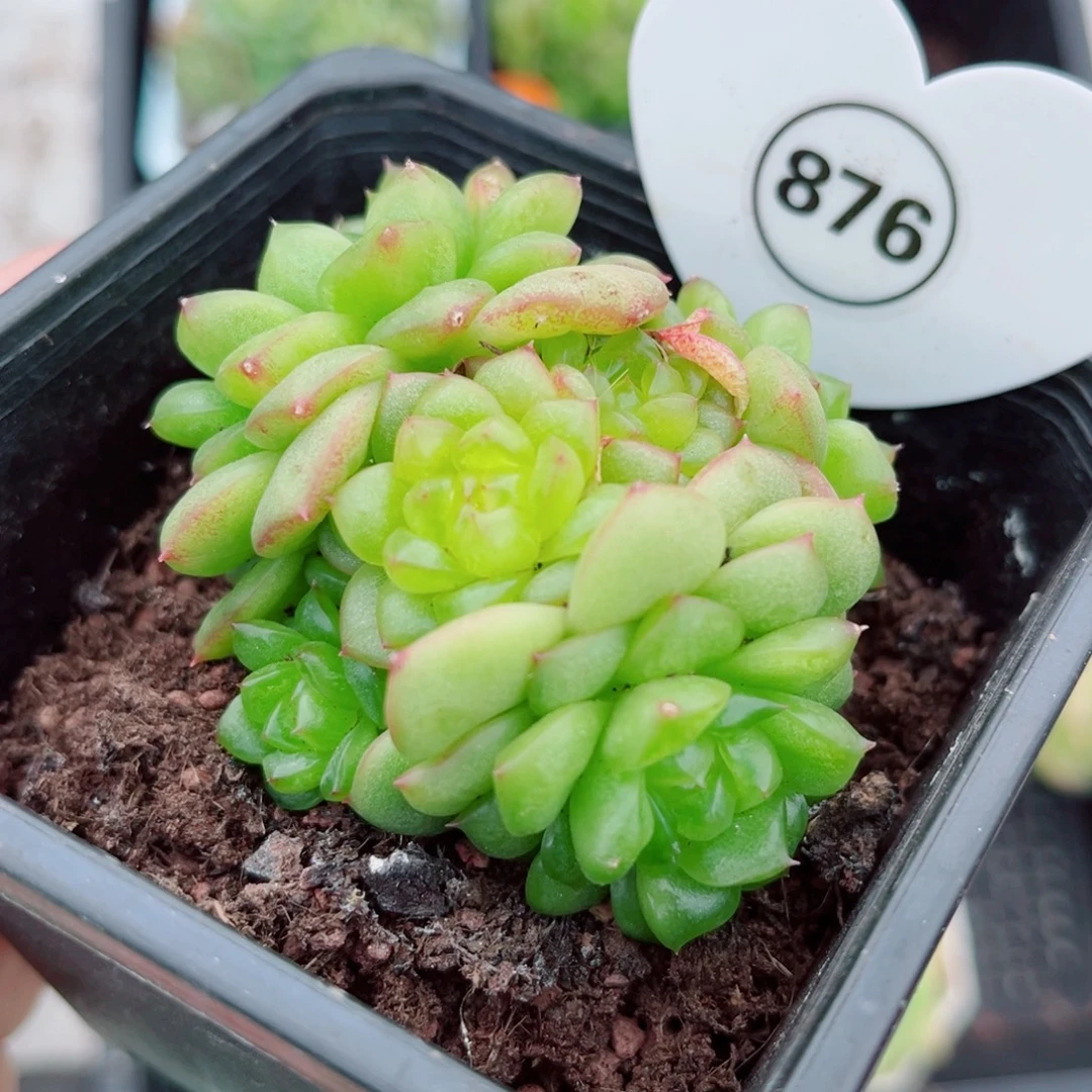 876号小老桩灯泡珍妮群