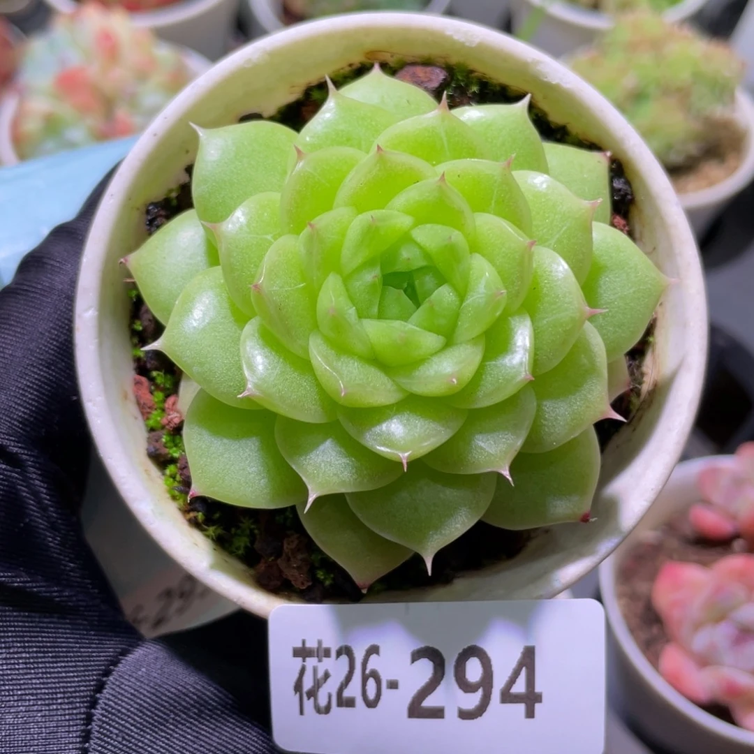 花利美26-294麦秆