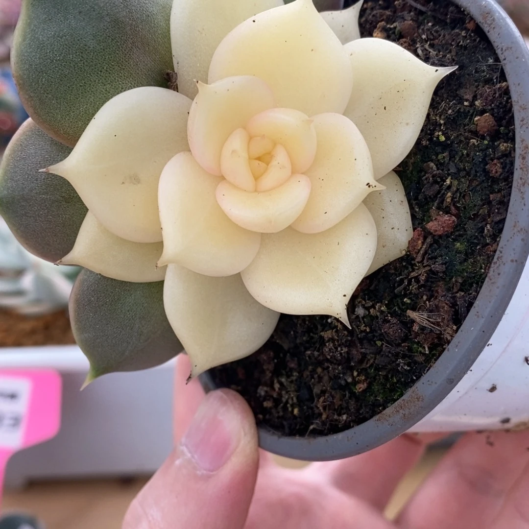 51阴阳锦双头贝加尔湖