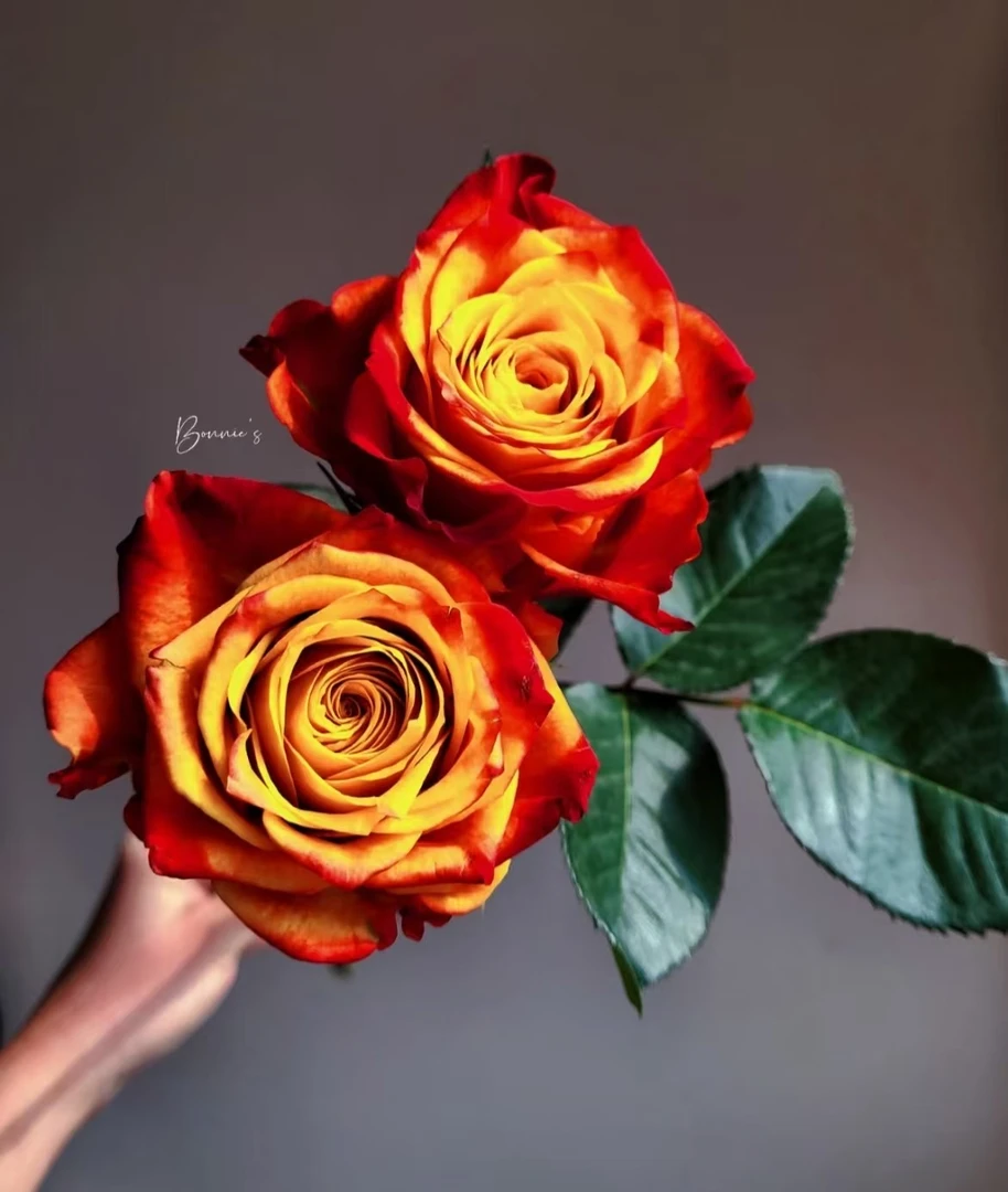 火焰玫瑰云南昆明基地直发新鲜插花家用水养鲜花