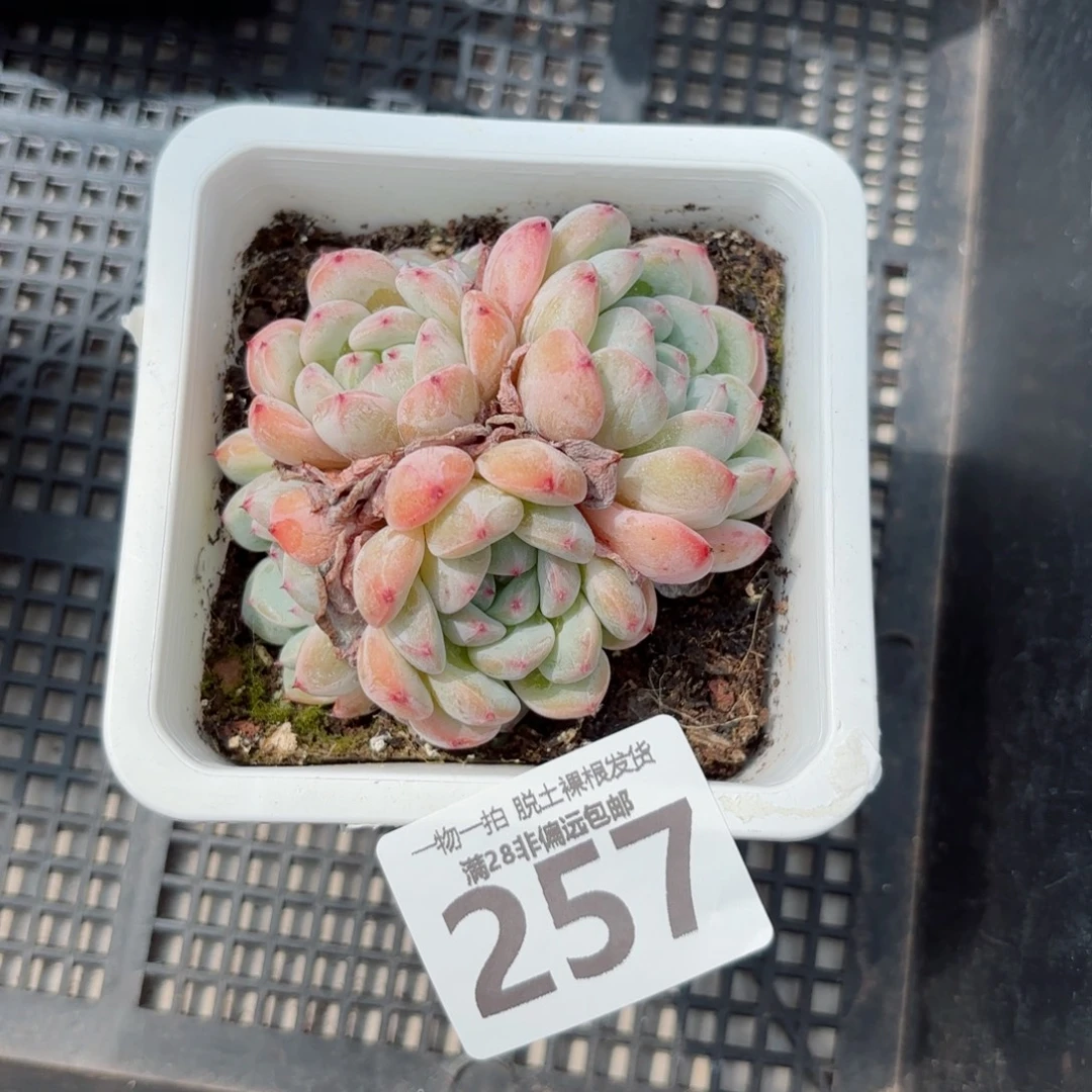 雪爪有砍无盆土发货