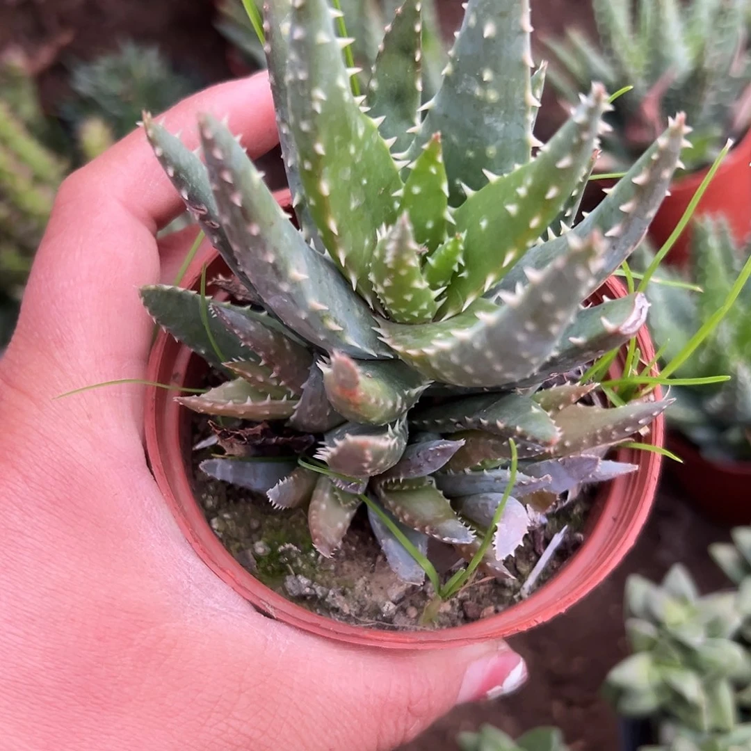 多肉植物短叶姬龙山