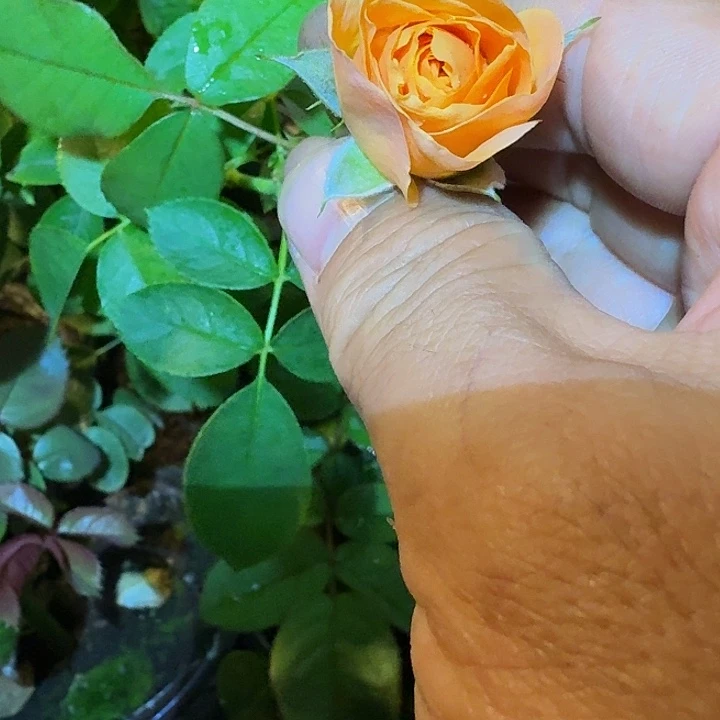 无花朵蜜桃乔治小苗