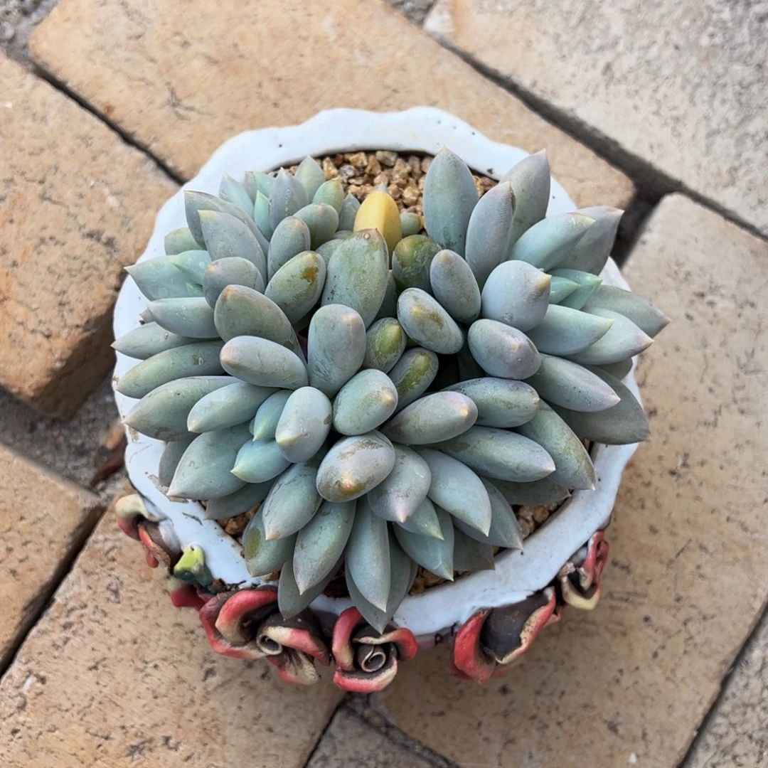 黄胖体哥特。