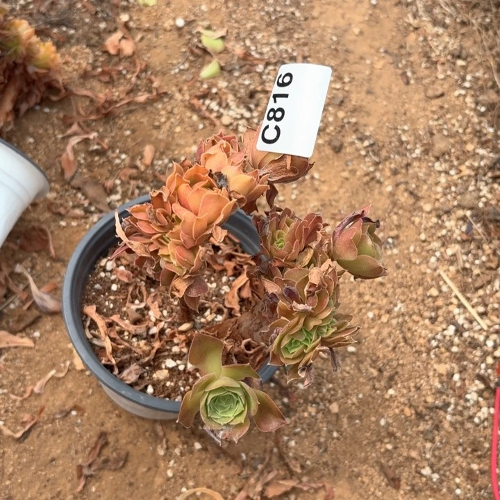 修**?816号玫瑰缀化老桩