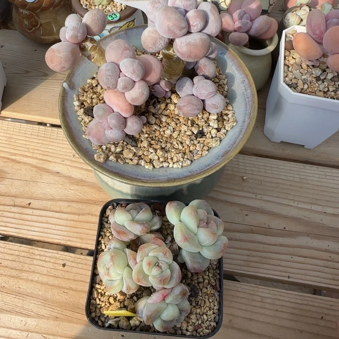 小***爱152组合000000