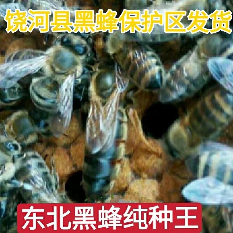 东北黑蜂王饶河东北黑蜂种王