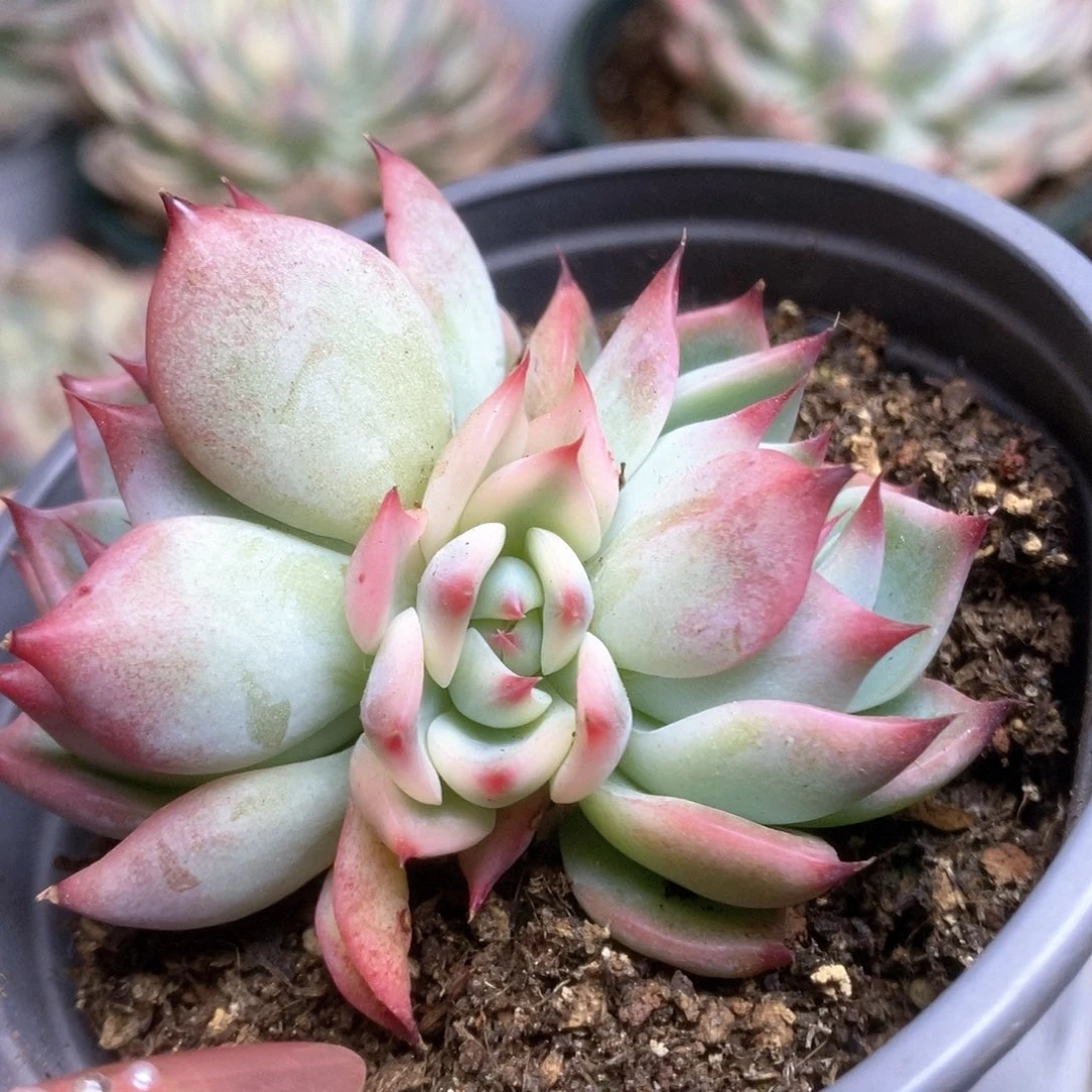 050锦锦锦锦锦锦锦锦