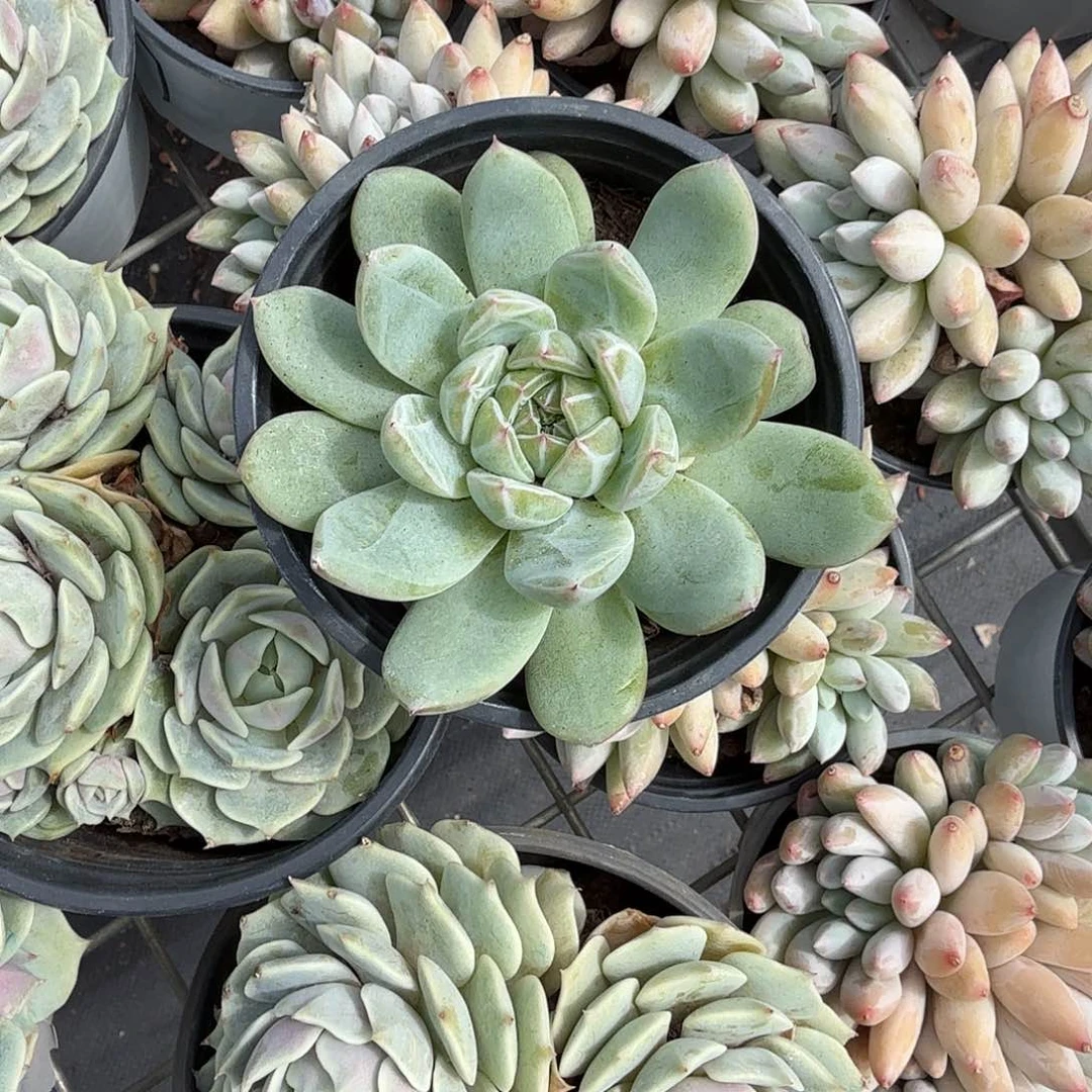 雪花珍妮多肉植物