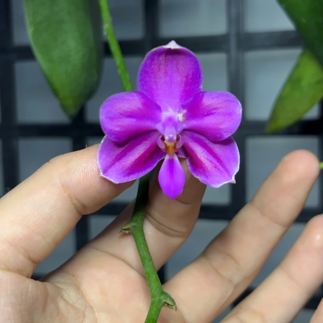 完全开放l160苏交狗