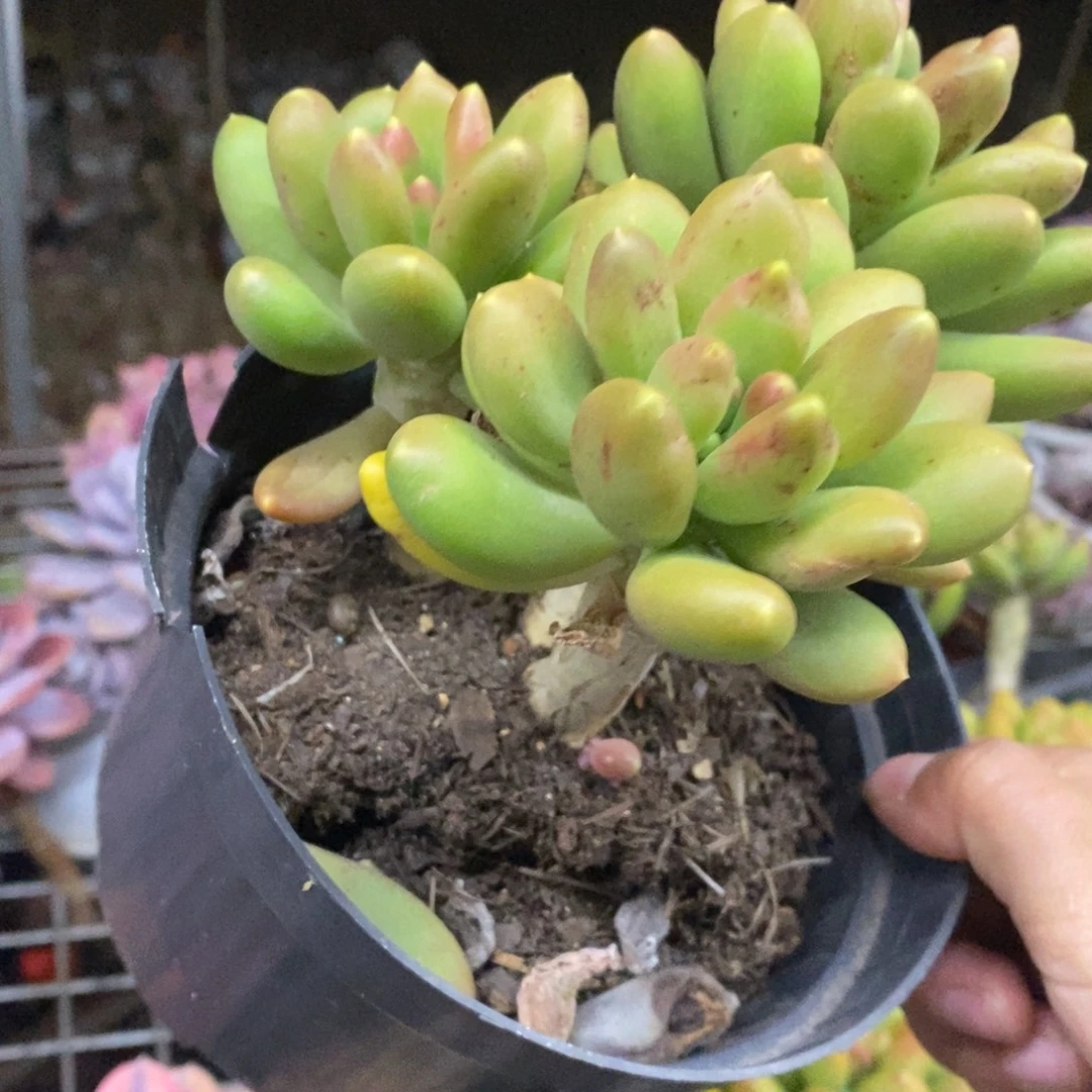 金蝉三大头起发老桩