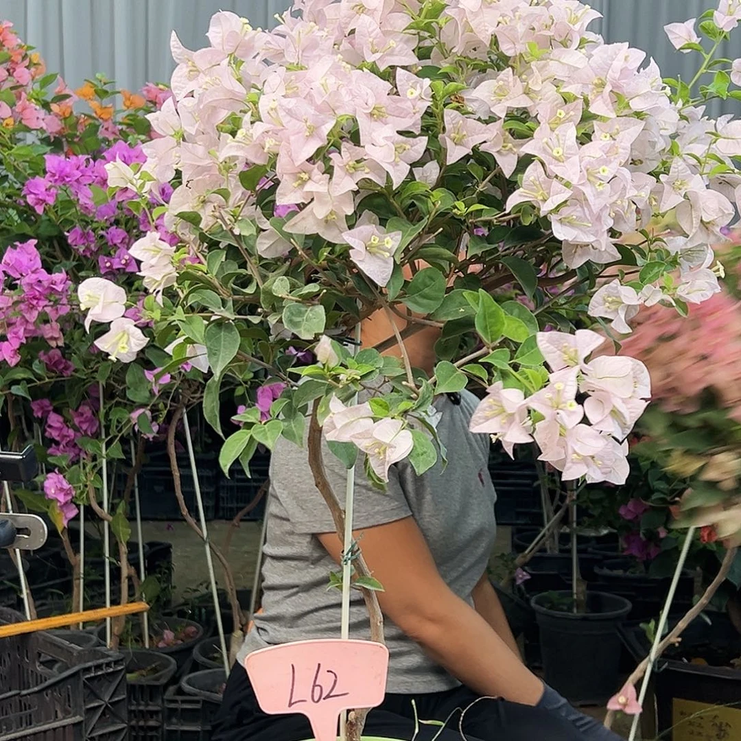 归***兮大部分花苞少量开放L62苹果花