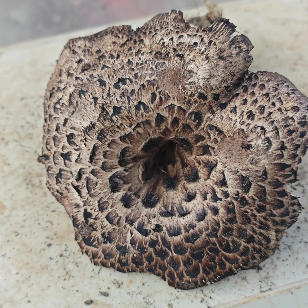 云南野生黑虎掌菌老鹰菌野生菌菇